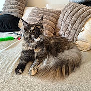 Aria participe au concours pour gagner de l'argent avec cette photo : cat, maine_coon, feline, pet, indoor, couch, pillows, plush, fur, long_hair, relaxed, looking_away, beige, brown, black, white, toy, feather, cozy, home