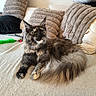 cat, maine_coon, feline, pet, indoor, couch, pillows, plush, fur, long_hair, relaxed, looking_away, beige, brown, black, white, toy, feather, cozy, home