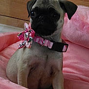 Flor is registered to the contest to win money with this photo: pug, puppy, dog, pink_collar, floral_collar, blanket, pink_blanket, wooden_background, pet, cute, animal, indoor, sitting, young_dog, adorable, small_dog, portrait, canine, fur, collar