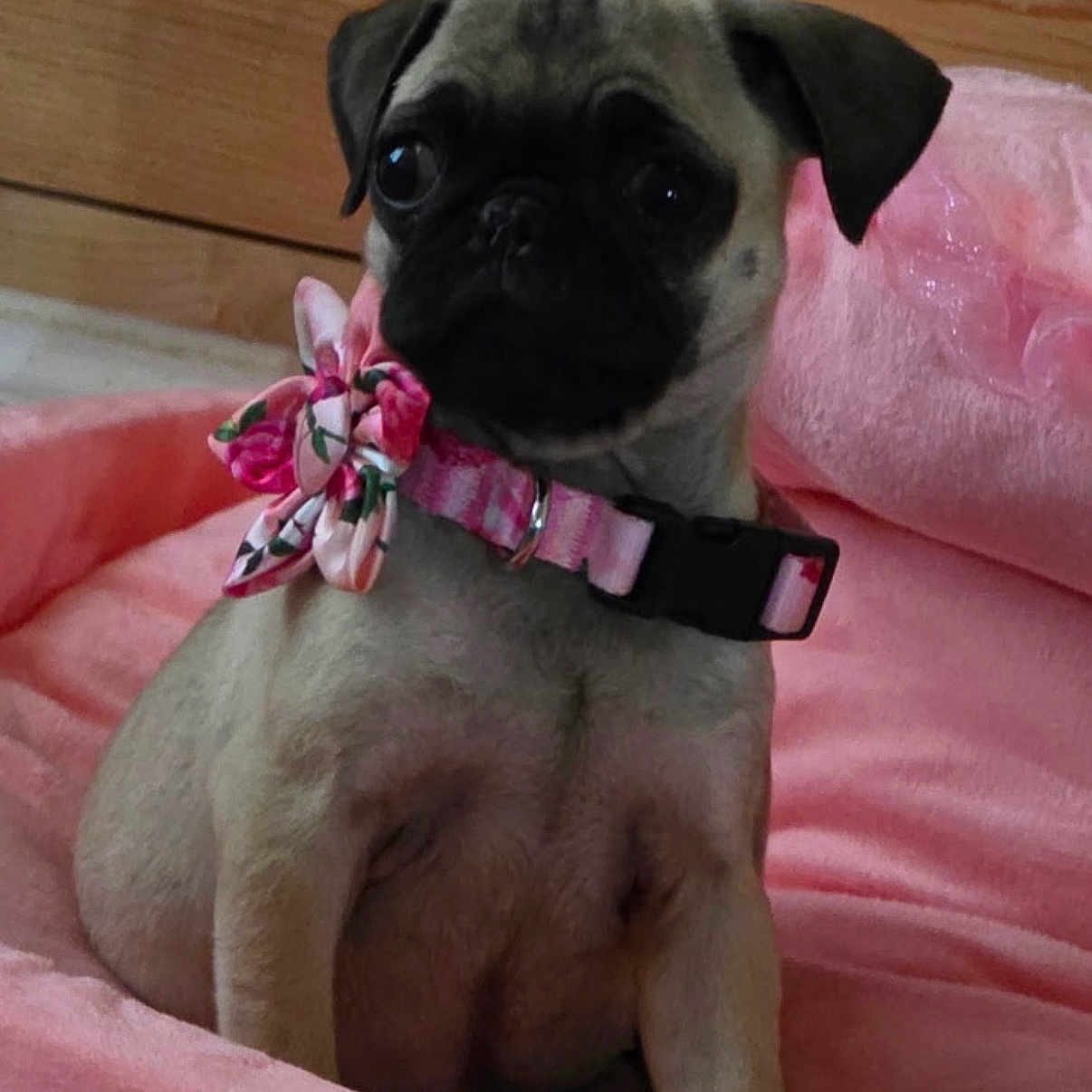 Flor is registered to the contest to win money with this photo: pug, puppy, dog, pink_collar, floral_collar, blanket, pink_blanket, wooden_background, pet, cute, animal, indoor, sitting, young_dog, adorable, small_dog, portrait, canine, fur, collar
