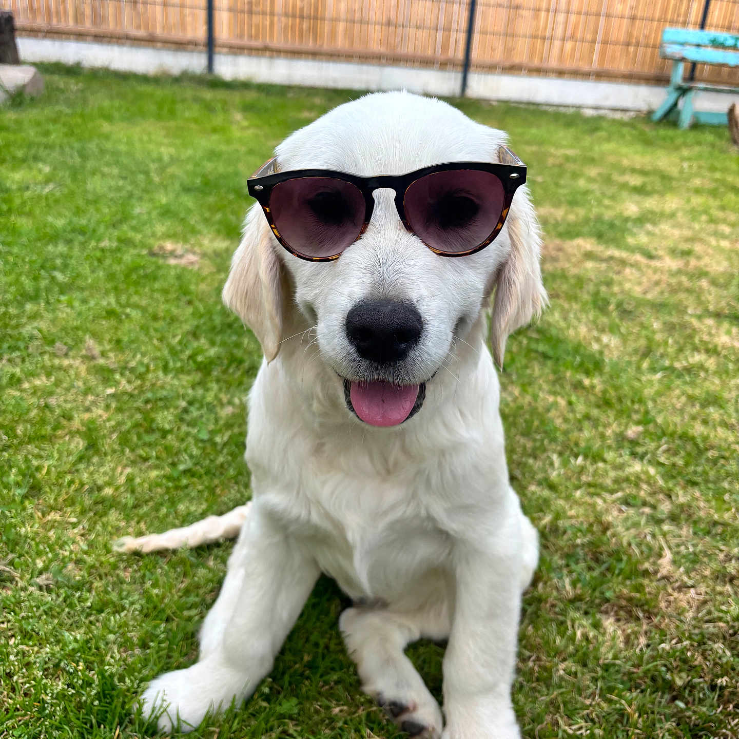 Velko participe au concours pour gagner de l'argent avec cette photo : accessories, animal, backyard, bench, canine, clothing, dog, footwear, furniture, grass, hound, lawn, nature, outdoors, pet, plant, puppy, shoe, sunglasses, yard