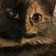 Charlie joined the competition — help win amazing prizes! cat, tortoiseshell, close_up, face, fur, eyes, whiskers, pet, animal, cute, feline, indoor, portrait, curious, soft_texture, mammal, domestic_cat, looking, head, ears