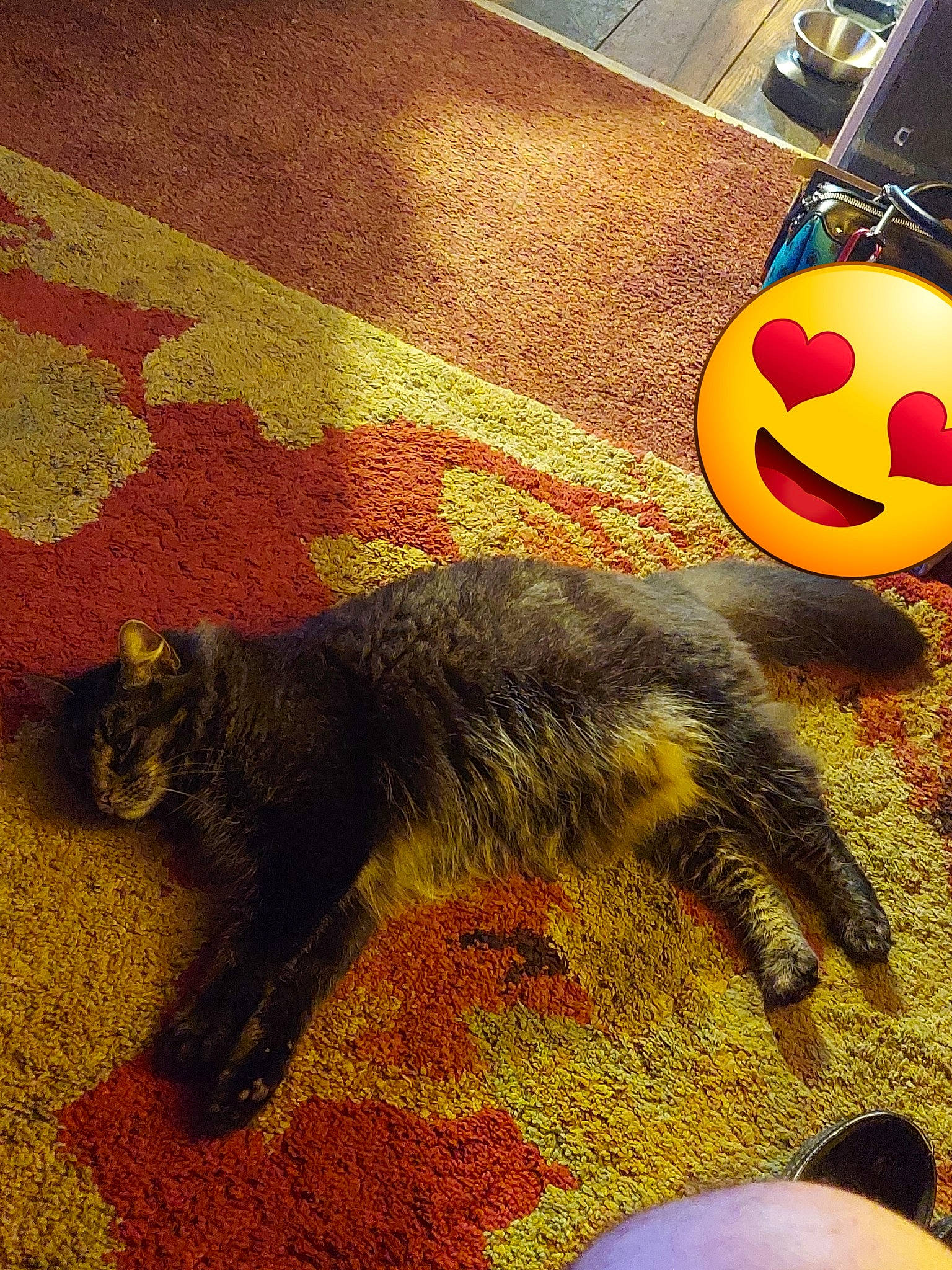 Boom Boom joined the competition — help win amazing prizes! canidae, carnivore, carpet, cat, claw, domestic_short_haired_cat, emoticon, fawn, felidae, floor, flooring, font, fur, paw, small_to_medium_sized_cats, tail, terrestrial_animal, whiskers, wood, yellow