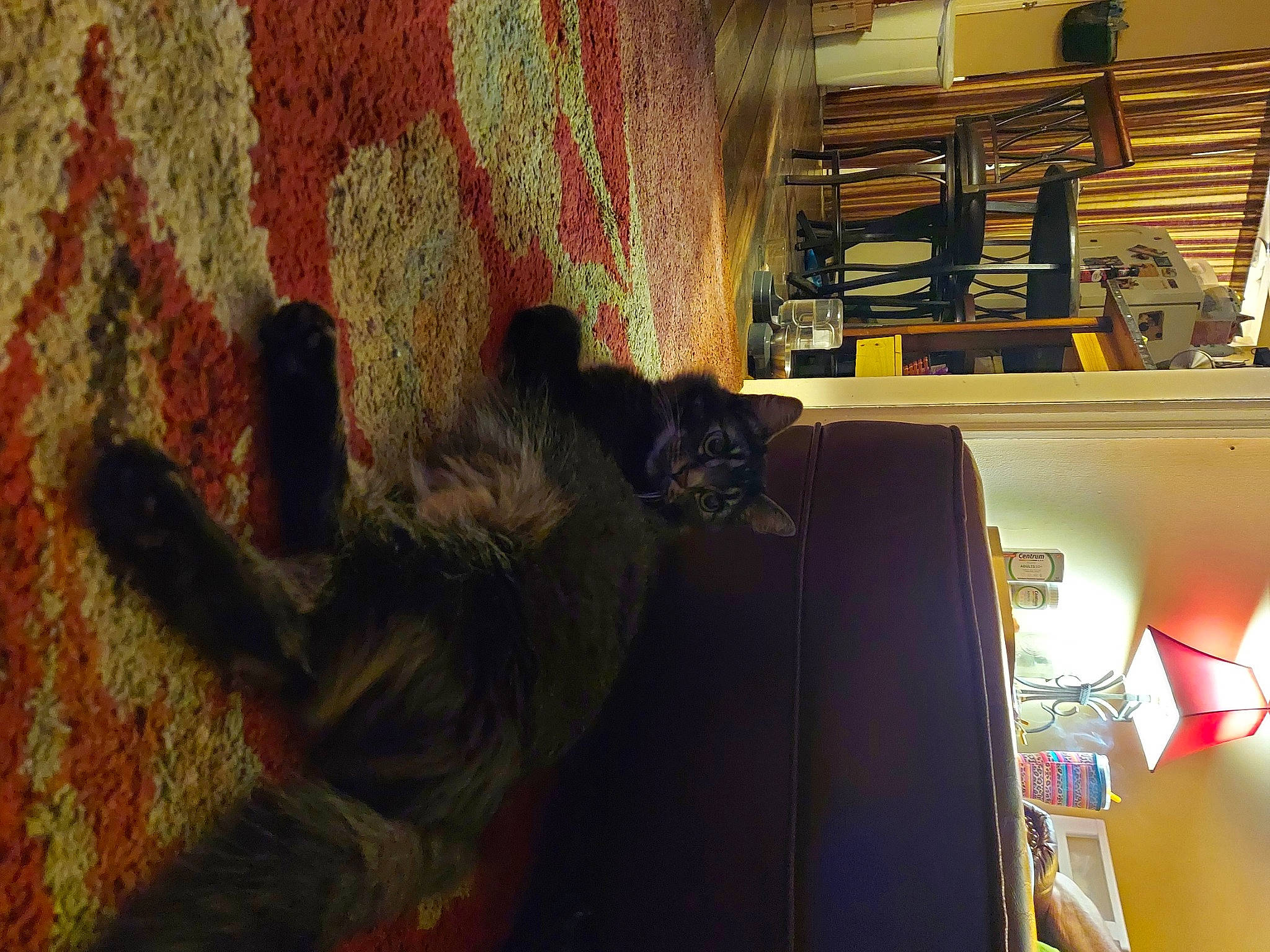 Boom Boom is registered to the contest to win money with this photo: curtain, domestic_short_haired_cat, felidae, flooring, fur, house, pattern, room, shadow, shelf, shelving, small_to_medium_sized_cats, tail, tints_and_shades, tree, visual_arts, whiskers, wood