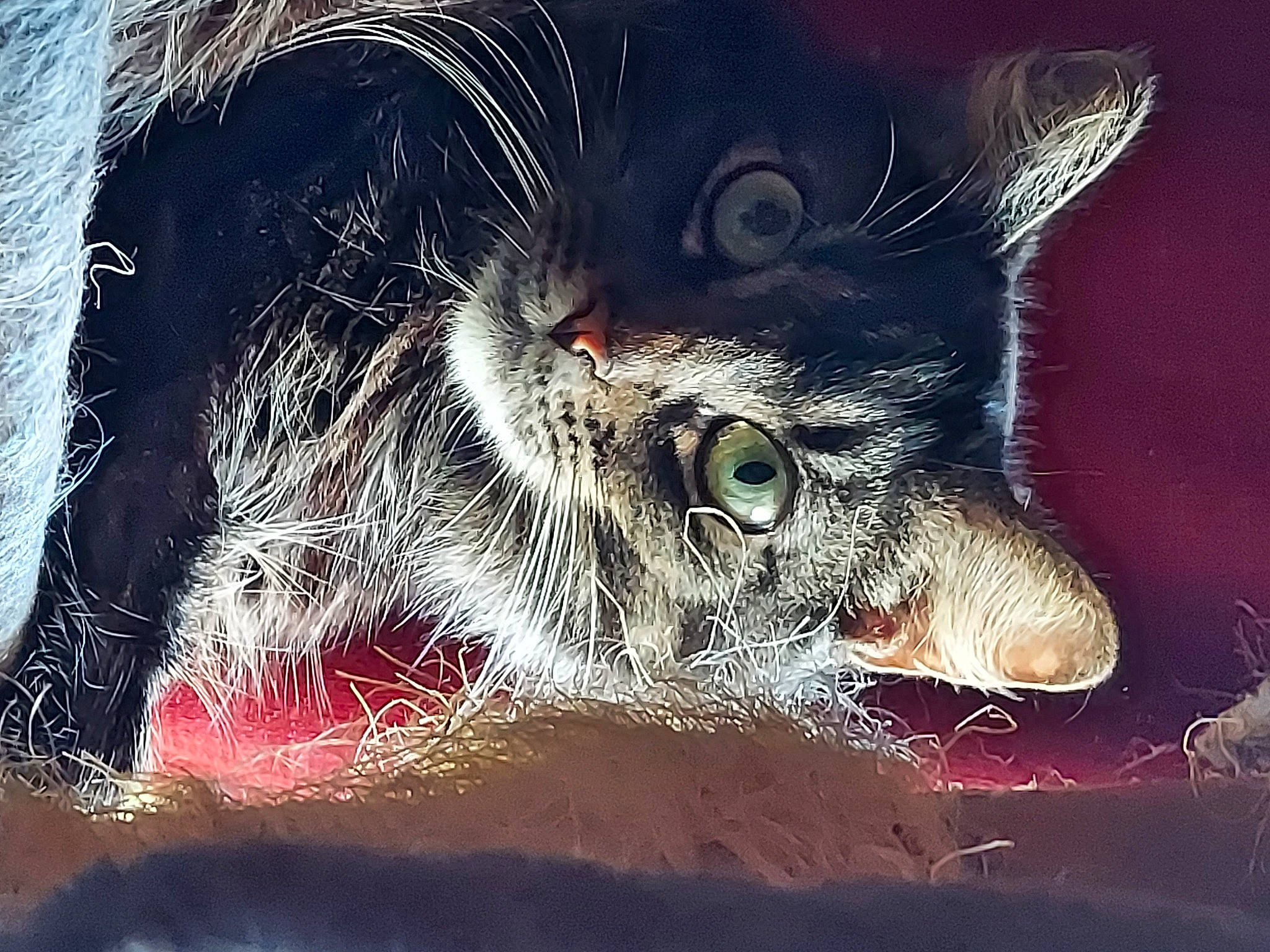 Boom Boom joined the competition — help win amazing prizes! art, carnivore, cat, claw, darkness, domestic_short_haired_cat, fang, felidae, fur, graphics, illustration, organism, painting, paw, photo_caption, small_to_medium_sized_cats, snout, still_life_photography, visual_arts, whiskers