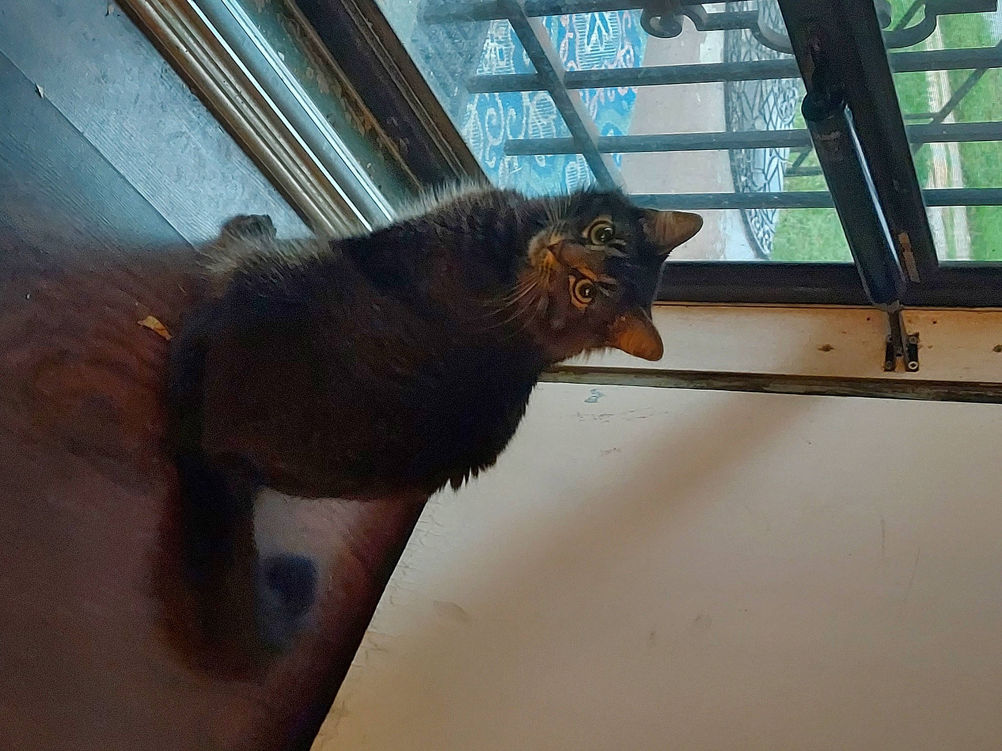 Boom Boom is registered to the contest to win money with this photo: animal_shelter, carnivore, cat, claw, domestic_short_haired_cat, fawn, felidae, flooring, foot, fur, metal, shadow, small_to_medium_sized_cats, snout, tail, terrestrial_animal, tints_and_shades, whiskers, window, wood