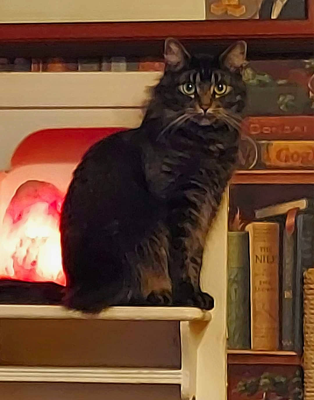 Boom Boom is registered to the contest to win money with this photo: book, bookcase, carnivore, cat, domestic_short_haired_cat, felidae, fur, metal, plant, publication, rectangle, shelf, small_to_medium_sized_cats, snout, square, tail, tints_and_shades, whiskers, window, wood
