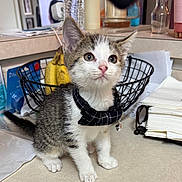 Maximus joined the competition — help win amazing prizes! kitten, cat, bow_tie, bell, countertop, banana, water_bottle, napkins, kitchen, pet, curious, white_fur, gray_fur, indoor, small_animal, cute, domestic_animal, feline, table, still_life