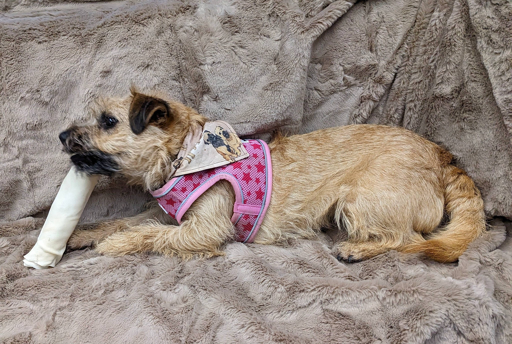 Bramble is registered to the contest to win money with this photo: carnivore, collar, companion_dog, dog, dog_breed, dog_clothes, dog_collar, dog_supply, eyewear, fawn, fur, leash, paw, pet_supply, rock, snout, sporting_group, terrier, working_animal, working_terrier