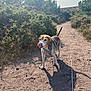 dog, beagle, outdoor, path, dirt, harness, sunlight, shadow, greenery, bushes, trees, nature, animal, pet, canine, tongue, walking, daytime, park, leash