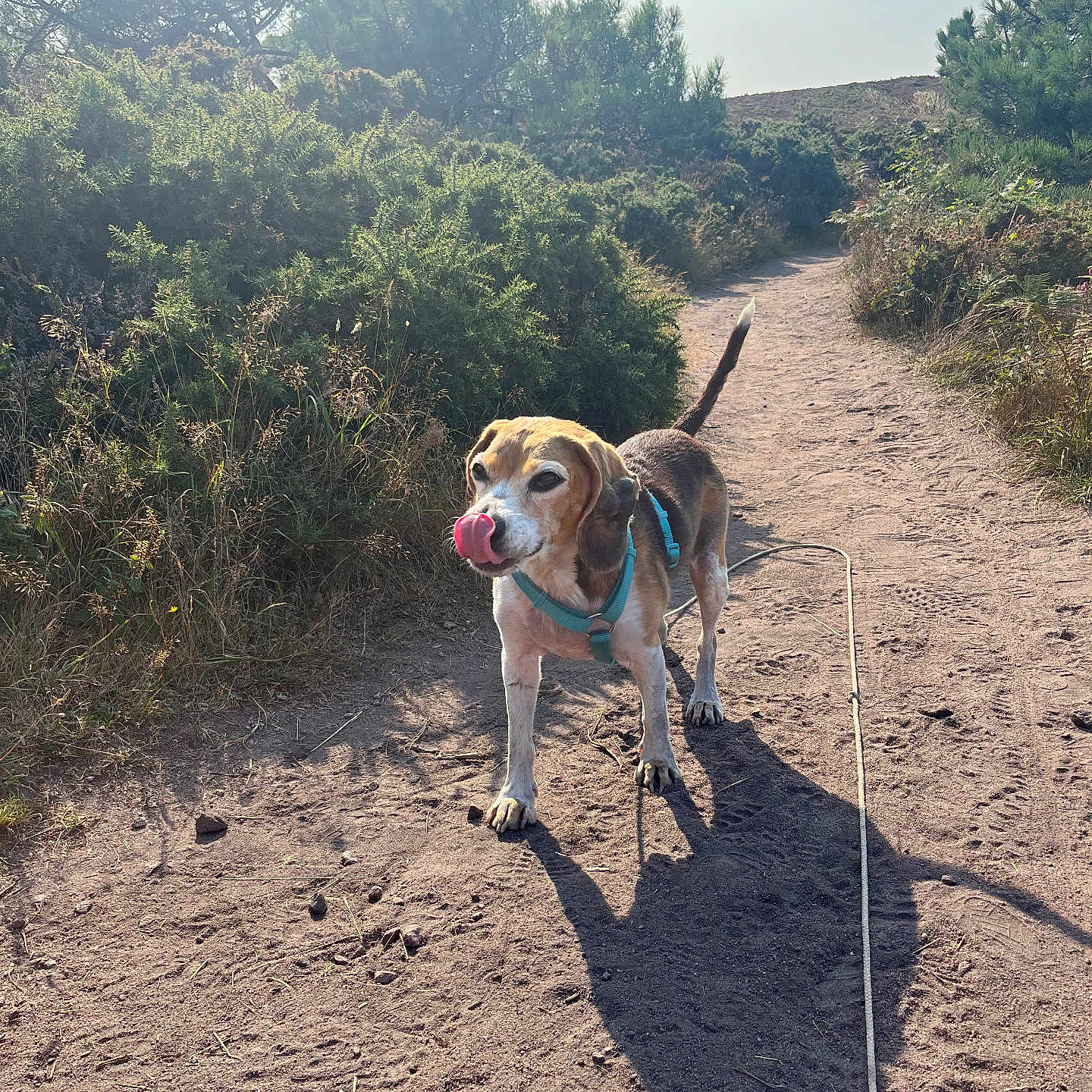 Couette a rejoint le concours — aidez-le/la à gagner de superbes lots ! animal, beagle, bushes, canine, daytime, dirt, dog, greenery, harness, leash, nature, outdoor, park, path, pet, shadow, sunlight, tongue, trees, walking