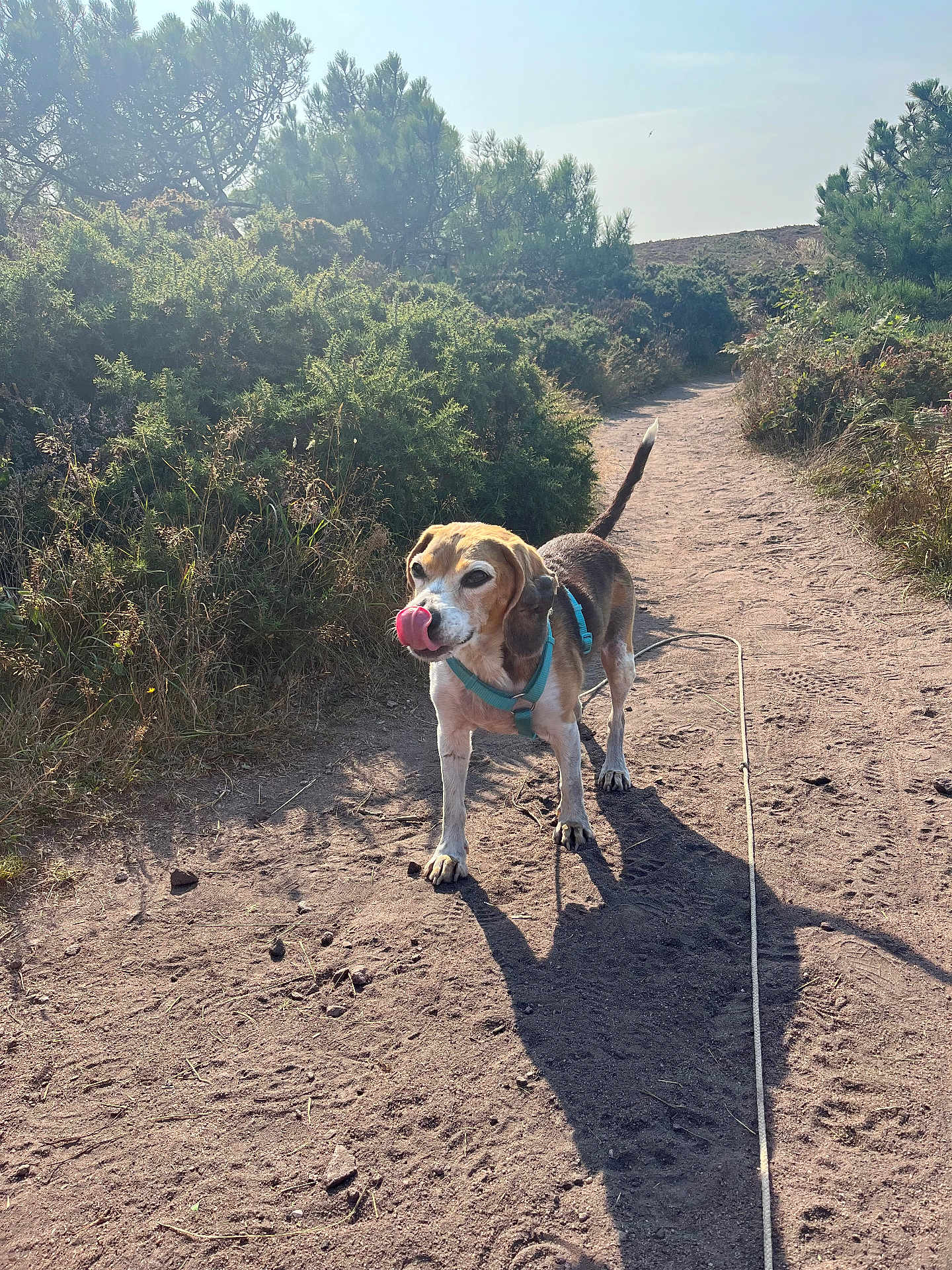 Couette a rejoint le concours — aidez-le/la à gagner de superbes lots ! dog, beagle, outdoor, path, dirt, harness, sunlight, shadow, greenery, bushes, trees, nature, animal, pet, canine, tongue, walking, daytime, park, leash