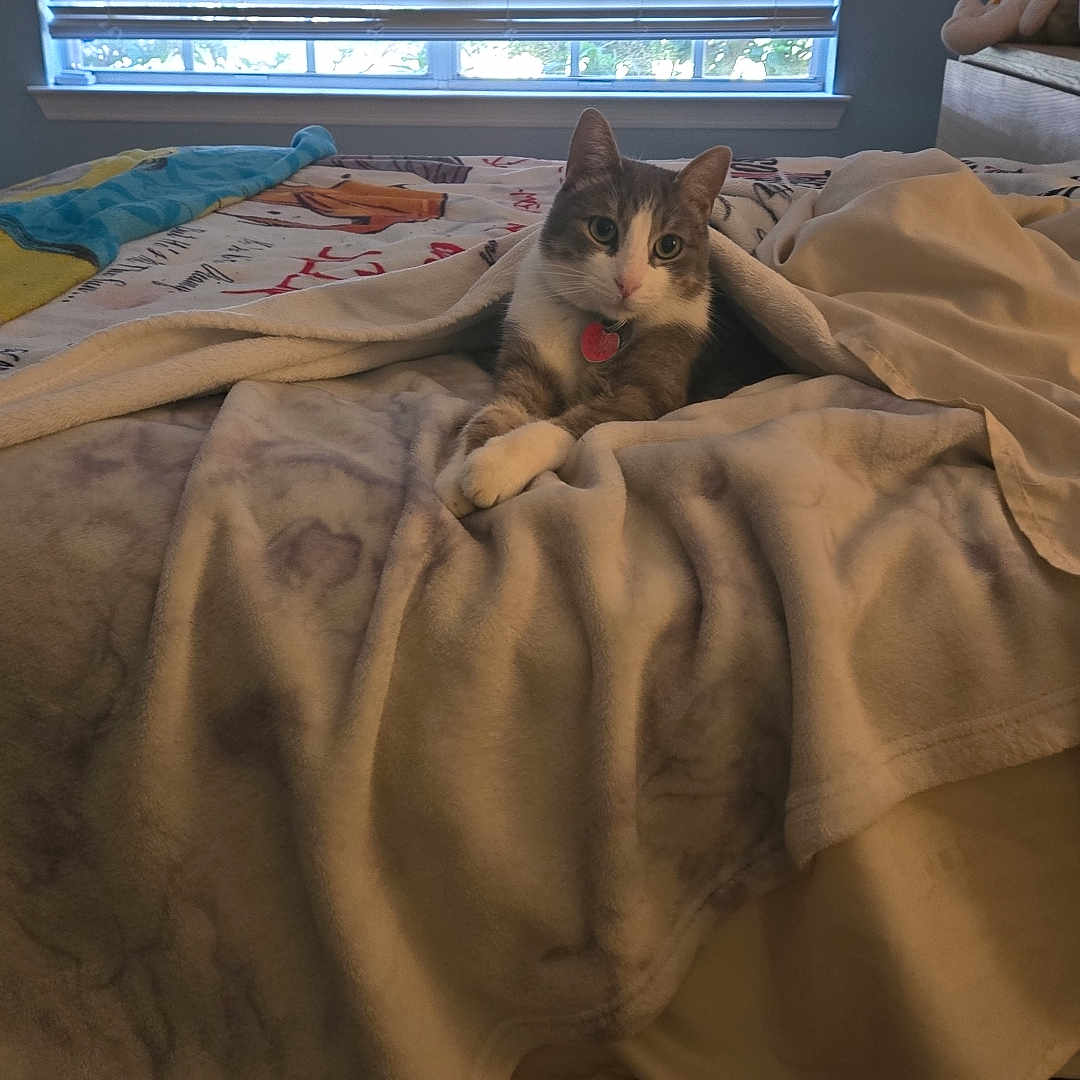 Milhouse joined the competition — help win amazing prizes! animal, bed, blanket, blinds, cat, comfort, cozy, cute, domestic, feline, fur, home, indoor, light, pet, pillow, relaxed, resting, soft, window