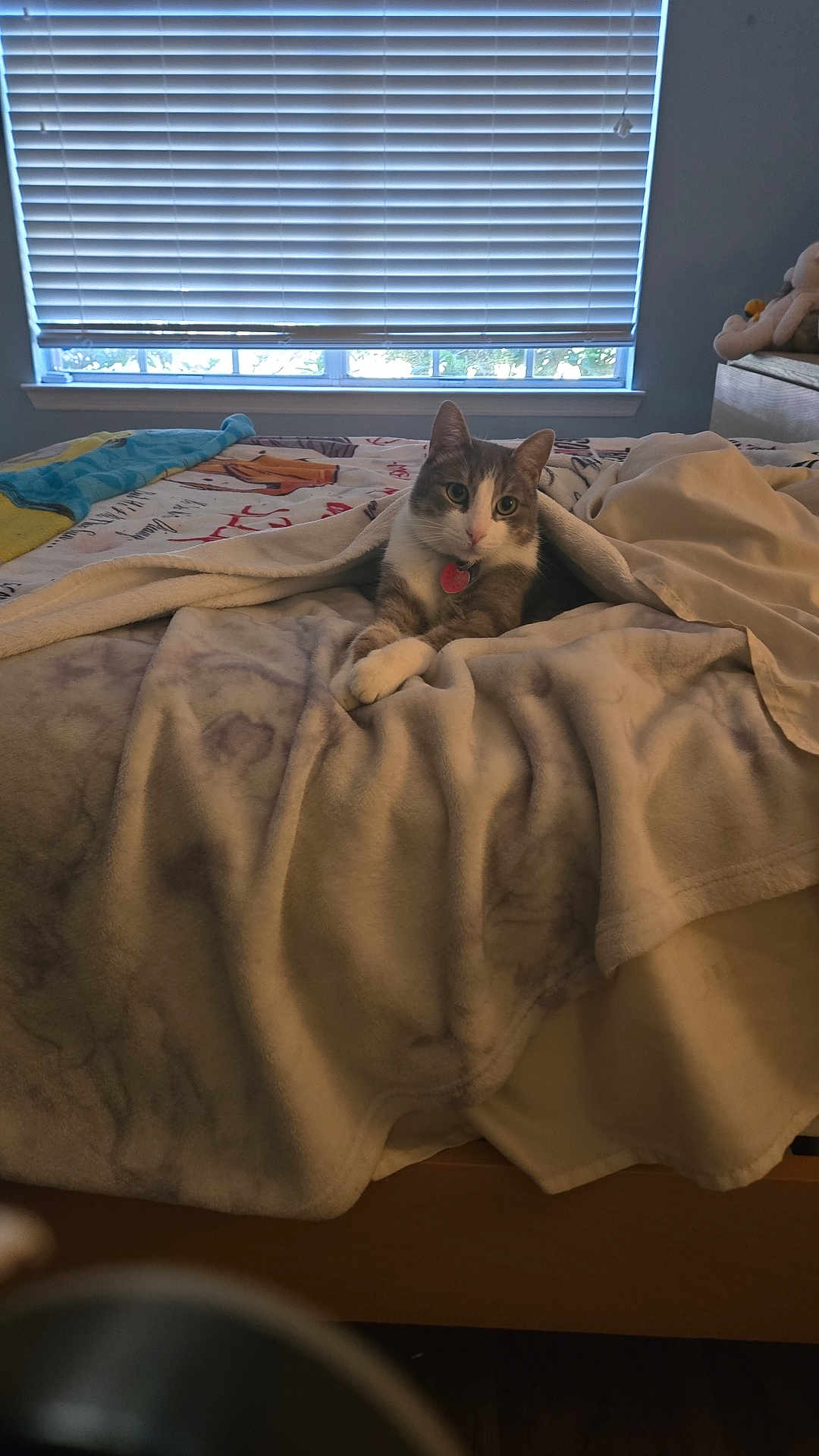 Milhouse joined the competition — help win amazing prizes! cat, bed, blanket, indoor, window, blinds, pillow, feline, pet, animal, cozy, resting, fur, domestic, cute, relaxed, comfort, home, soft, light