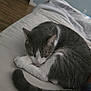 cat, sleeping, bed, blanket, grey, white, feline, curled_up, indoor, cozy, resting, pet, animal, tail, paw, fur, quiet, relaxation, domestic, home