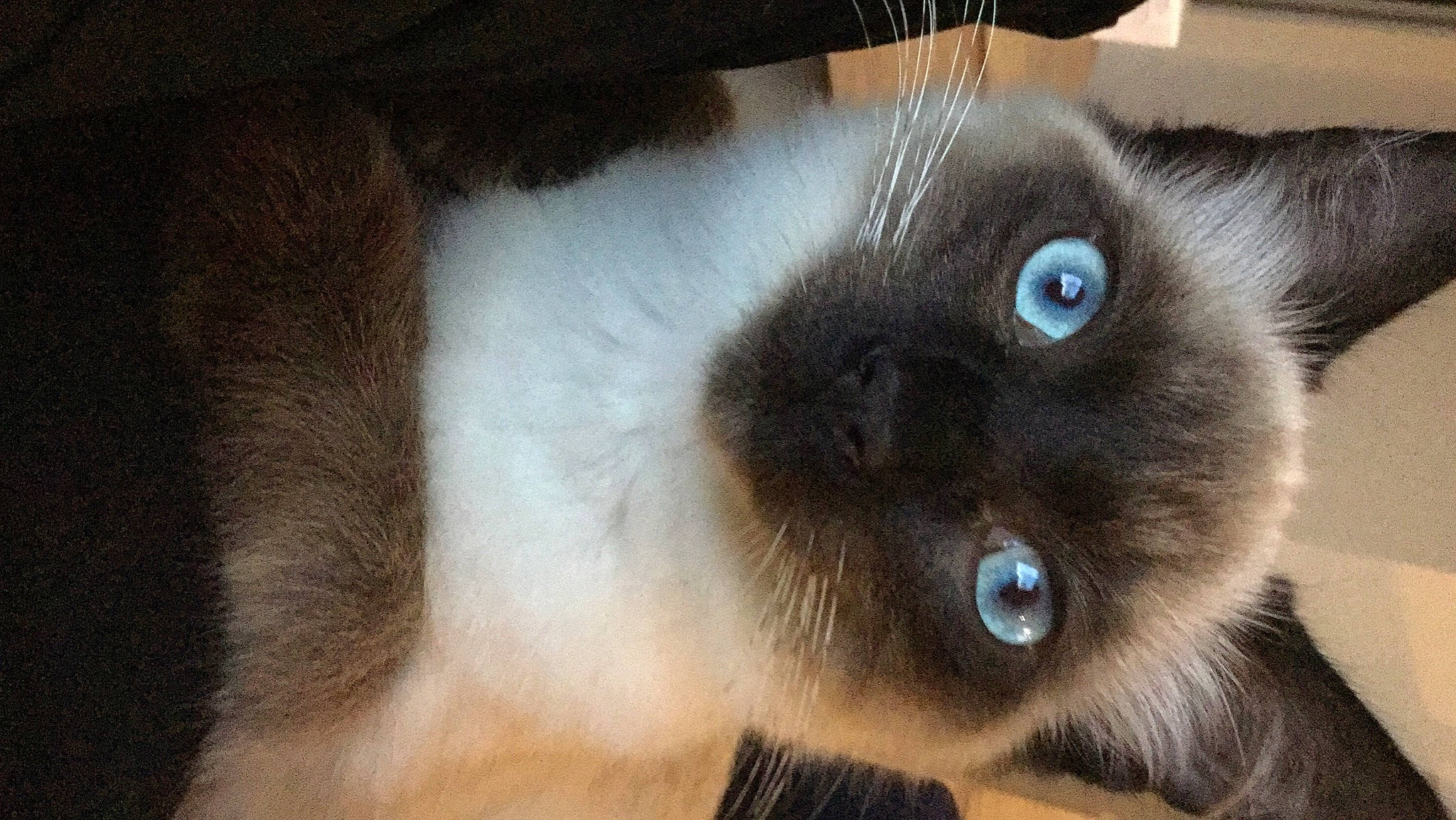 Pastis participe au concours pour gagner de l'argent avec cette photo : birman, carnivore, cat, curious, fawn, felidae, fur, ragdoll, siamese, small_to_medium_sized_cats, snout, terrestrial_animal, thai, whiskers