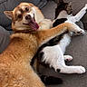 Pilou participe au concours pour gagner de l'argent avec cette photo : dog, cat, couch, happy, tongue_out, hugging, pet, animal, fur, friendship, relaxed, indoor, cozy, cute, smiling, brown_dog, white_cat, tabby_cat, living_room, domestic