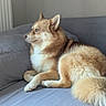 Pilou a rejoint le concours — aidez-le/la à gagner de superbes lots ! dog, fluffy, couch, indoor, pet, canine, fur, side_view, relaxed, domestic_animal, light_brown, tail, ears, animal_portrait, comfort, resting, home, furniture, quiet, companion