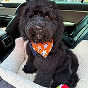 Zephyr Stormchaser joined the competition — help win amazing prizes! animal, bandana, black_dog, car_interior, car_seat, close_up, companion, cozy, curly_fur, cute, dog, fluffy, indoor, looking_at_camera, orange_bandana, pet, pet_bed, portrait, sitting, toy
