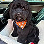 animal, bandana, black_dog, car_interior, car_seat, close_up, companion, cozy, curly_fur, cute, dog, fluffy, indoor, looking_at_camera, orange_bandana, pet, pet_bed, portrait, sitting, toy