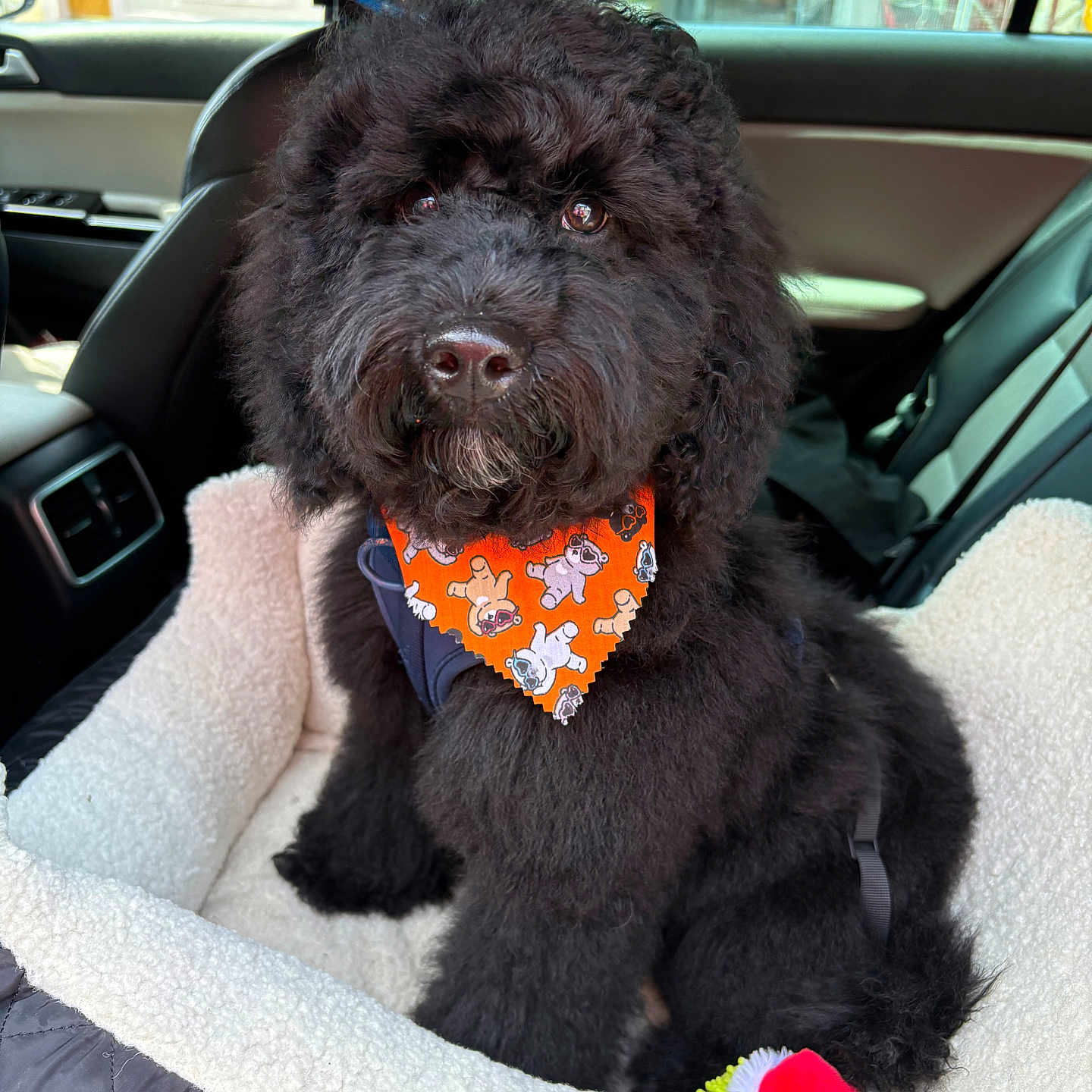 Zephyr Stormchaser joined the competition — help win amazing prizes! animal, bandana, black_dog, car_interior, car_seat, close_up, companion, cozy, curly_fur, cute, dog, fluffy, indoor, looking_at_camera, orange_bandana, pet, pet_bed, portrait, sitting, toy