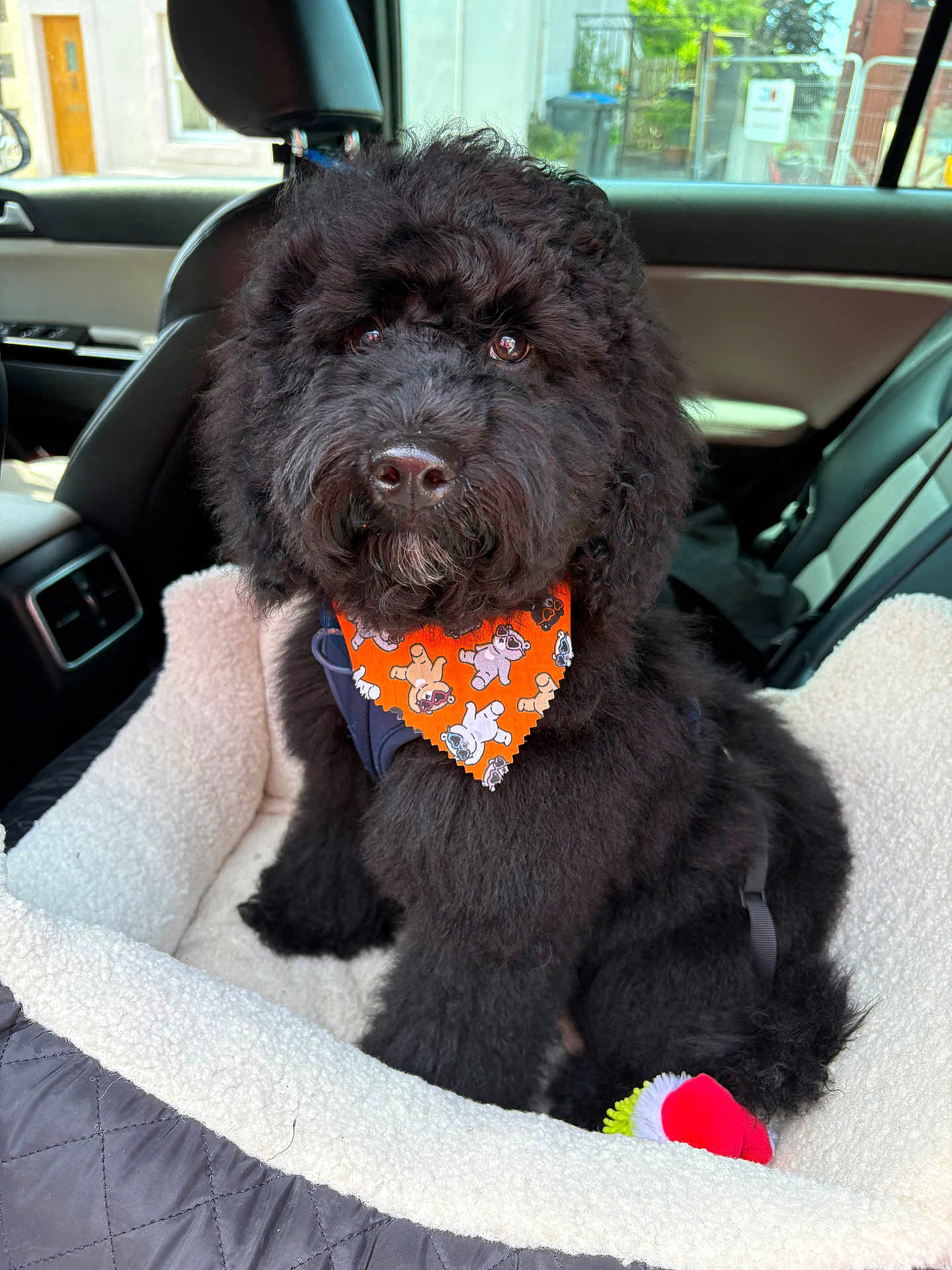 Zephyr Stormchaser joined the competition — help win amazing prizes! animal, bandana, black_dog, car_interior, car_seat, close_up, companion, cozy, curly_fur, cute, dog, fluffy, indoor, looking_at_camera, orange_bandana, pet, pet_bed, portrait, sitting, toy