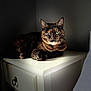 animal, cat, closeup, contrast, cozy, domestic, ears, fur, furniture, green_eyes, indoor, lighting, nightstand, paws, pet, quiet, resting, shadow, tortoiseshell, whiskers