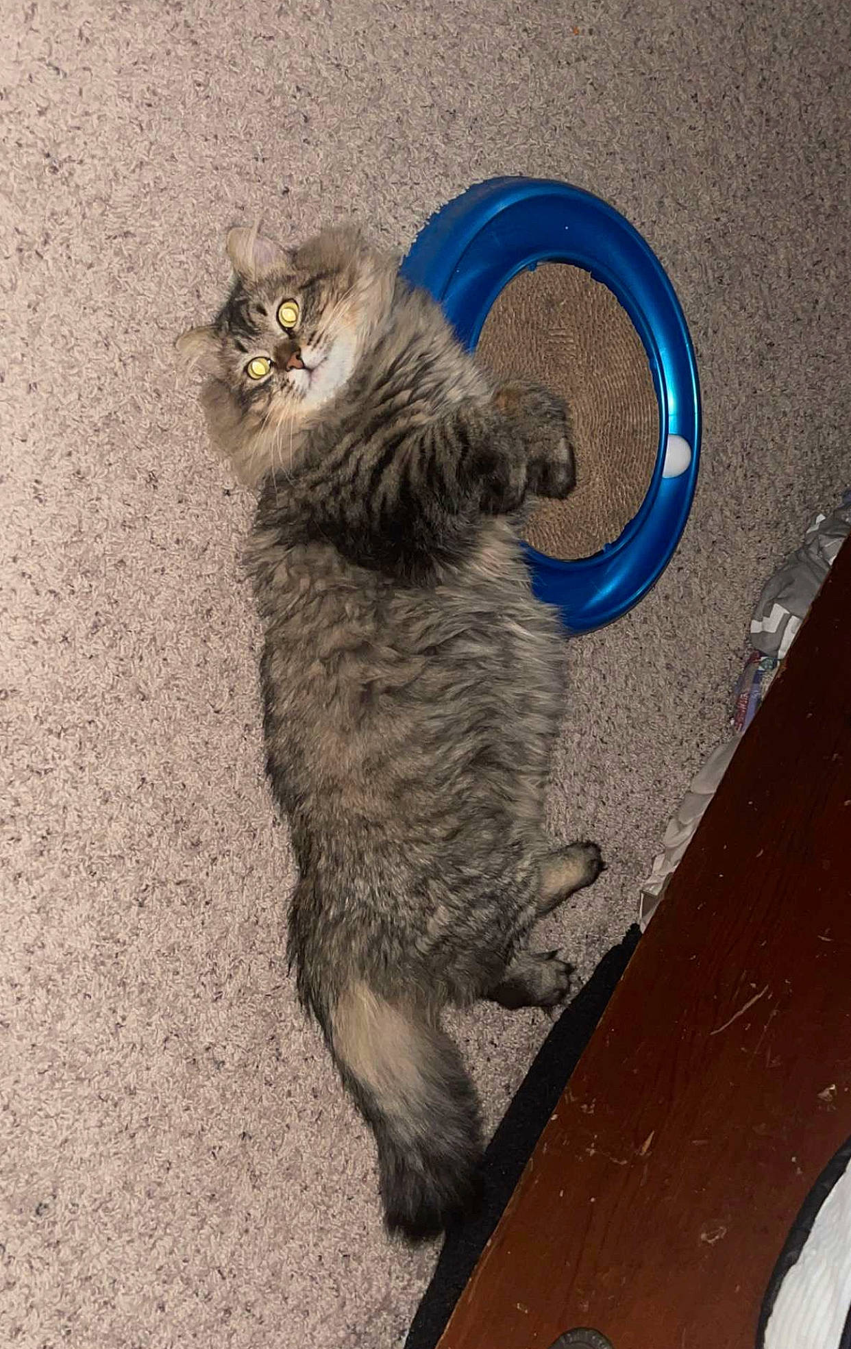Lewis is registered to the contest to win money with this photo: automotive_tire, carnivore, cat, cat_toy, claw, domestic_short_haired_cat, electric_blue, fawn, felidae, fur, grey, paw, sand, shadow, small_to_medium_sized_cats, snout, soil, tail, terrestrial_animal, whiskers