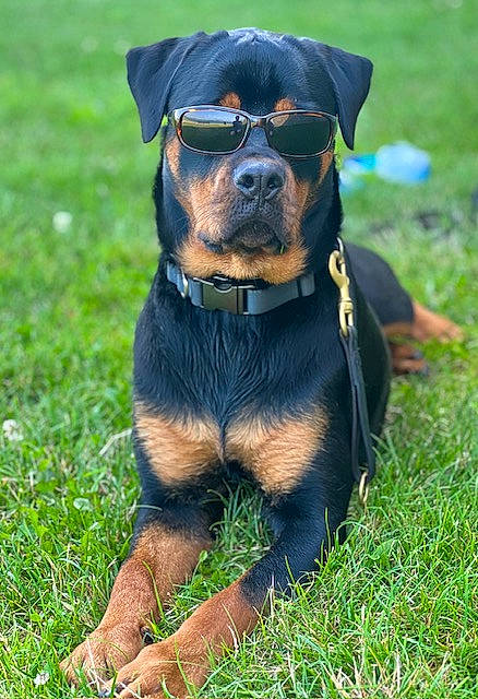 Remi joined the competition — help win amazing prizes! canidae, carnivore, collar, companion_dog, dog, dog_breed, dog_collar, dog_supply, fawn, grass, grassland, guard_dog, pet_supply, plant, rottweiler, snout, sporting_group, toy_dog, working_animal, working_dog
