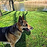 dog, german_shepherd, grass, river, tree, shadow, outdoor, sunny, nature, animal, canine, mammal, park, water, daylight, collar, profile, pet, landscape, greenery