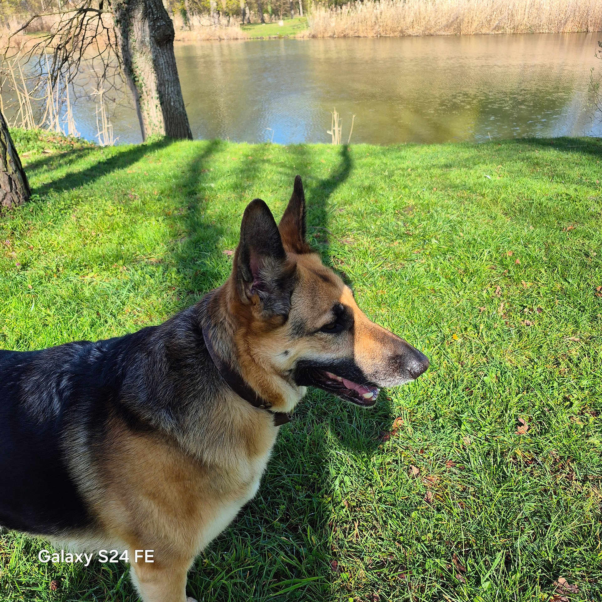 Panthere participe au concours pour gagner de l'argent avec cette photo : dog, german_shepherd, grass, river, tree, shadow, outdoor, sunny, nature, animal, canine, mammal, park, water, daylight, collar, profile, pet, landscape, greenery