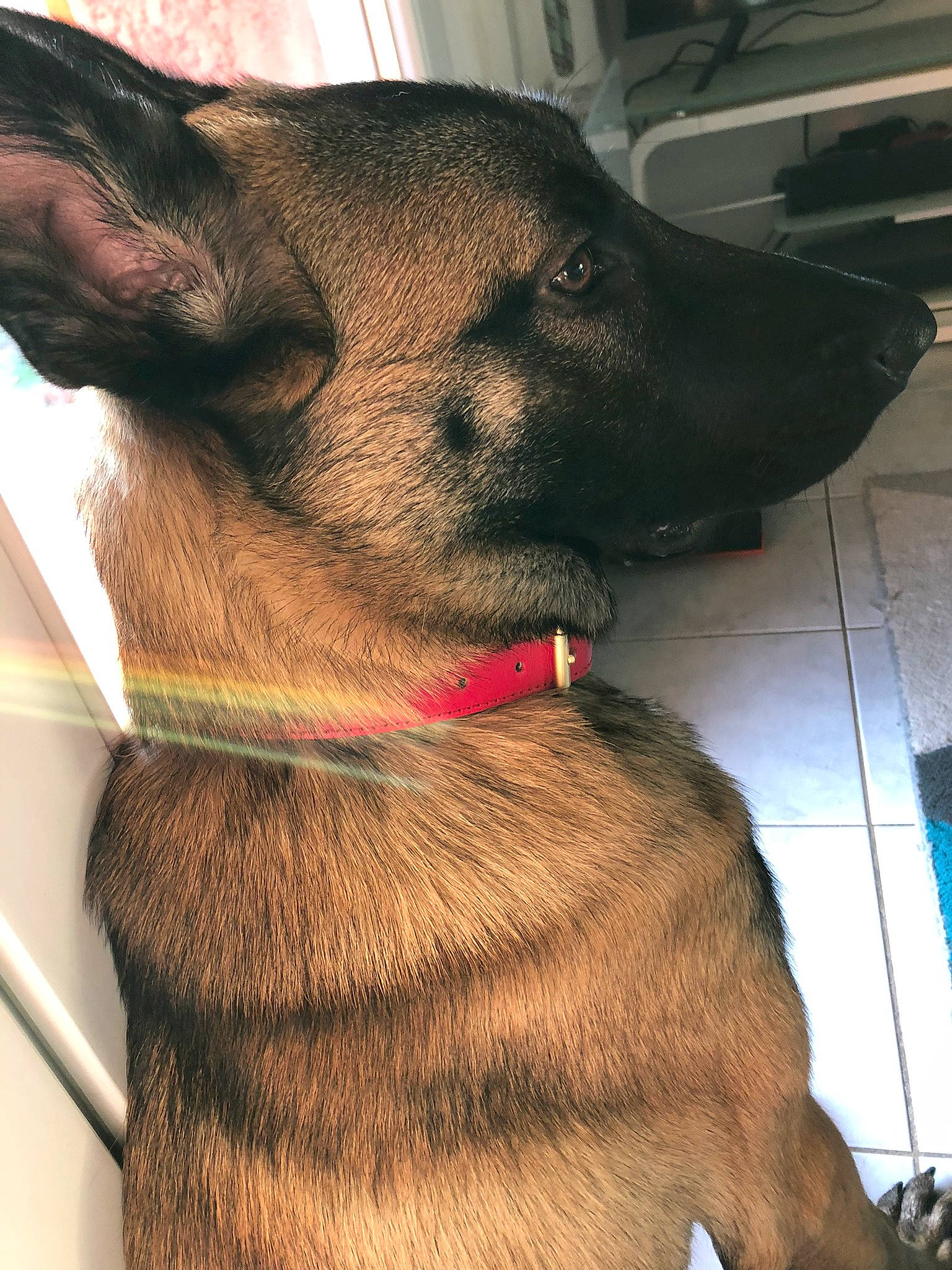 Alpha a rejoint le concours — aidez-le/la à gagner de superbes lots ! canidae, carnivore, collar, companion_dog, dog, dog_breed, dog_collar, ear, fawn, flooring, fur, leash, liver, pet_supply, snout, sporting_group, whiskers, working_animal, working_dog