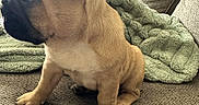 Trixie is registered to the contest to win money with this photo: dog, french_bulldog, puppy, pet, indoor, couch, blanket, window, blinds, fur, ears, paw, sitting, side_view, cozy, texture, home, natural_light, cute, animal
