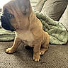dog, french_bulldog, puppy, pet, indoor, couch, blanket, window, blinds, fur, ears, paw, sitting, side_view, cozy, texture, home, natural_light, cute, animal