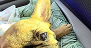 Trixie is registered to the contest to win money with this photo: animal, blanket, car_interior, close_up, companion, cushion, cute, daylight, dog, french_bulldog, happy, leaf_pattern, pet, playful, puppy, road_trip, seat, side_mirror, tongue_out, window
