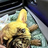 dog, french_bulldog, puppy, tongue_out, car_interior, cushion, leaf_pattern, pet, animal, happy, close_up, seat, blanket, window, side_mirror, daylight, road_trip, companion, cute, playful