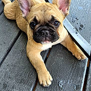 Trixie joined the competition — help win amazing prizes! animal, black_nose, brown, close_up, curious, daylight, dog, doorway, ears, face, french_bulldog, lying_down, metal_chair_leg, outdoor, paw, pet, puppy, wet_surface, wooden_deck, young