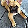 animal, black_nose, brown, close_up, curious, daylight, dog, doorway, ears, face, french_bulldog, lying_down, metal_chair_leg, outdoor, paw, pet, puppy, wet_surface, wooden_deck, young