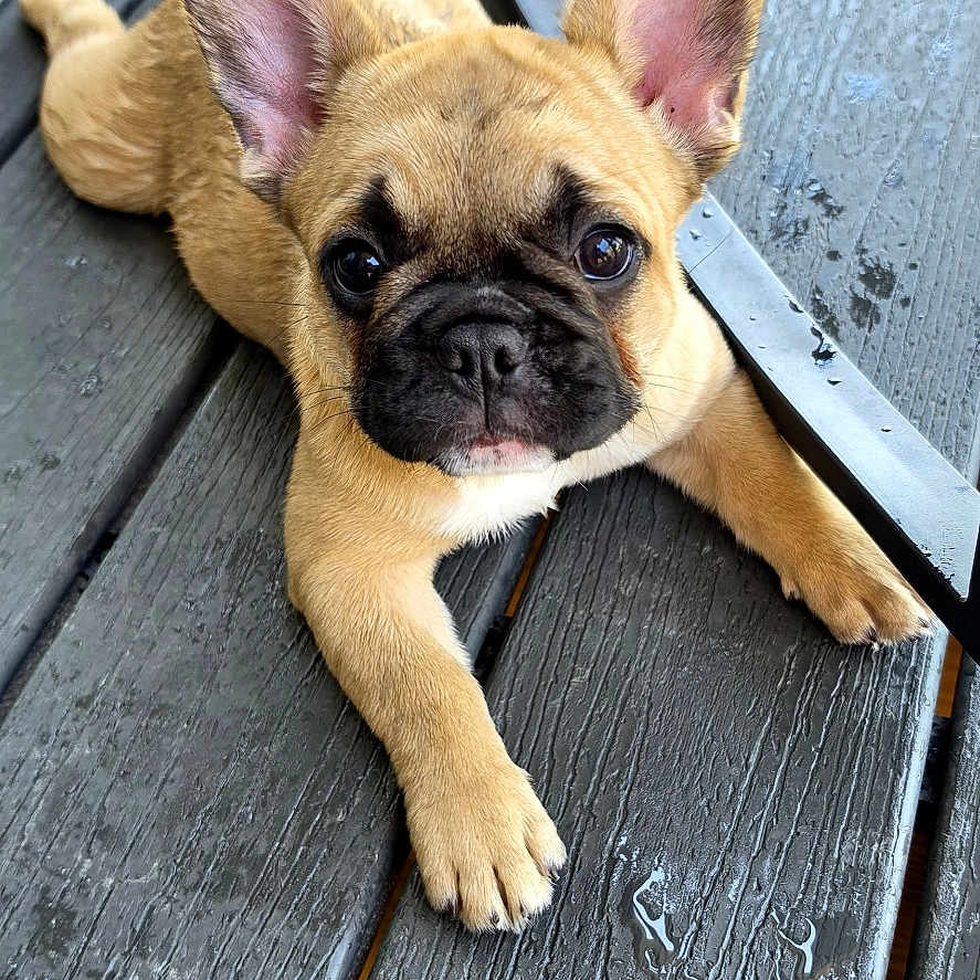 Trixie