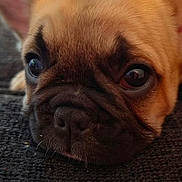 Trixie joined the competition — help win amazing prizes! dog, puppy, french_bulldog, close_up, resting, face, ears, fur, cute, pet, animal, indoor, texture, black_surface, brown_fur, wrinkles, expression, portrait, young_animal, domestic_animal