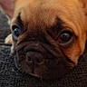 dog, puppy, french_bulldog, close_up, resting, face, ears, fur, cute, pet, animal, indoor, texture, black_surface, brown_fur, wrinkles, expression, portrait, young_animal, domestic_animal
