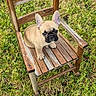 puppy, dog, french_bulldog, wooden_chair, grass, outdoor, pet, animal, cute, sitting, looking_up, greenery, nature, small_dog, fur, ears, eyes, vintage_chair, wood, daylight