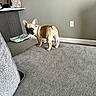 puppy, dog, french_bulldog, carpet, indoor, pet_bed, stuffed_animal, curious, looking_back, wall_socket, furniture, shelf, home, cute, young_dog, animal, small_dog, floor, domestic, cozy