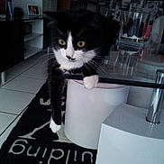 Pika a rejoint le concours — aidez-le/la à gagner de superbes lots ! area_rug, black_and_white_cat, cat, close_up, curious, furniture, glass_table, indoor, living_room, lounging, paw, pet, photo_frame, portrait, shelf, television, tiled_floor, tuxedo_cat, whiskers, yellow_eyes