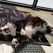 Pika a rejoint le concours — aidez-le/la à gagner de superbes lots ! cat, fluffy, black_and_white, lying_down, toy, mouse_toy, welcome_mat, sunlight, paws, concrete_floor, door, relaxed, indoor, pet, whiskers, fur, home, playful, animal, resting