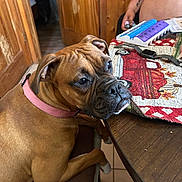 Daisy joined the competition — help win amazing prizes! dog, brown_dog, boxer_dog, pink_collar, chair, wooden_table, pill_organizer, smartwatch, tattoo, person, indoor, tablecloth, red_tablecloth, white_tablecloth, pet, seated, looking, side_view, floor_tiles, wooden_door