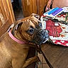dog, brown_dog, boxer_dog, pink_collar, chair, wooden_table, pill_organizer, smartwatch, tattoo, person, indoor, tablecloth, red_tablecloth, white_tablecloth, pet, seated, looking, side_view, floor_tiles, wooden_door
