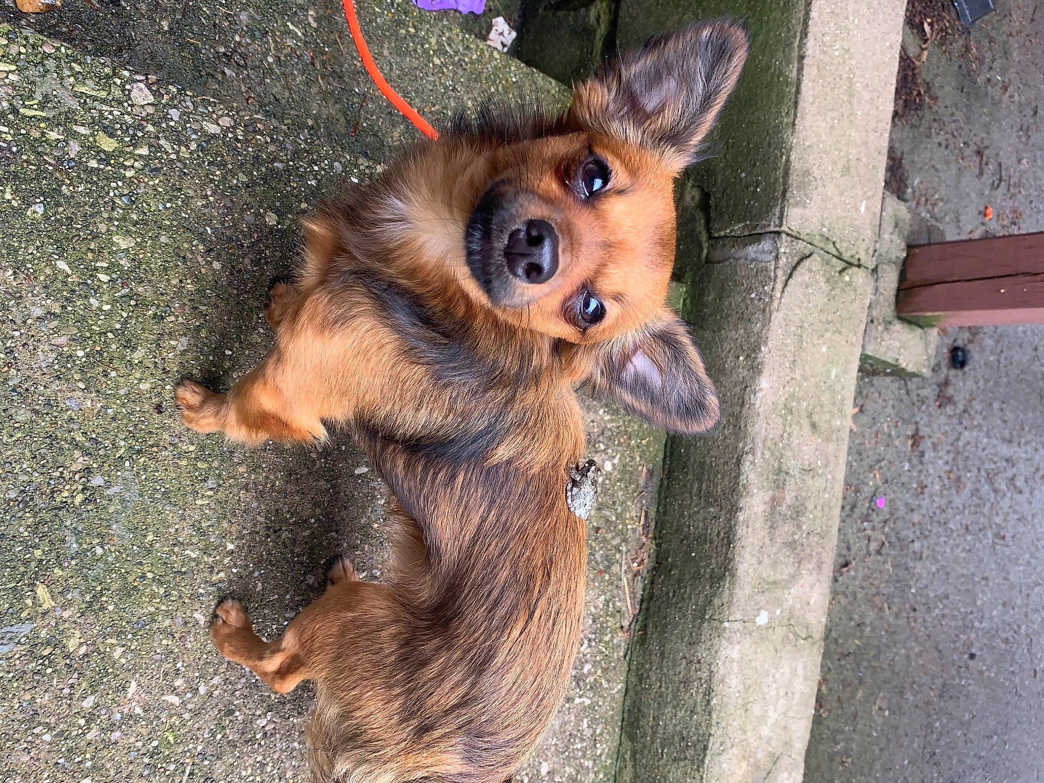 Pudgy joined the competition — help win amazing prizes! australian_terrier, canidae, carnivore, companion_dog, dog, dog_breed, ear, fawn, fur, paw, snout, sporting_group, street_dog, terrestrial_animal, terrier, toy_dog, whiskers, wood, working_animal, working_dog