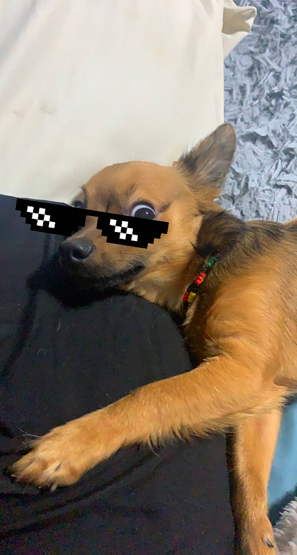 Pudgy joined the competition — help win amazing prizes! canidae, carnivore, collar, companion_dog, dog, dog_breed, dog_clothes, dog_collar, dog_supply, ear, fashion_accessory, fawn, old_german_shepherd_dog, party_hat, pet_supply, snout, sporting_group, toy_dog, whiskers, working_animal