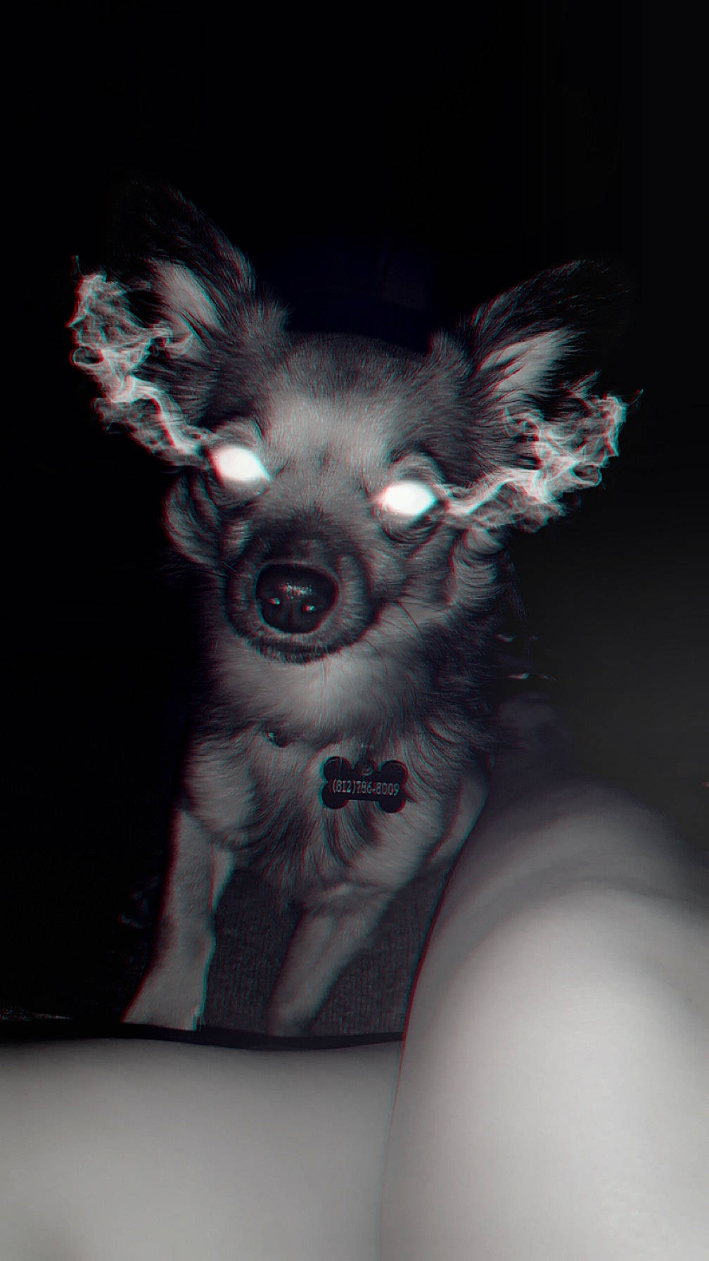 Pudgy joined the competition — help win amazing prizes! bone, companion_dog, darkness, dog_breed, ear, fawn, fictional_character, flash_photography, font, fur, grey, head, magenta, monochrome_photography, pattern, sleeve, snout, toy_dog, visual_arts, whiskers